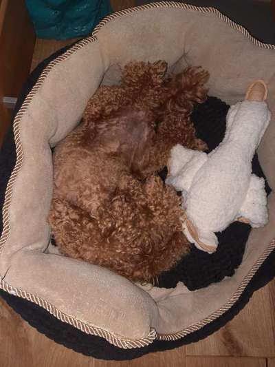 Alles rund um den Pudel-Beitrag-Bild