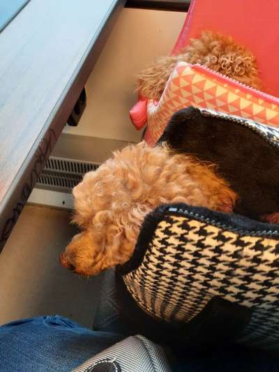 Alles rund um den Pudel-Beitrag-Bild