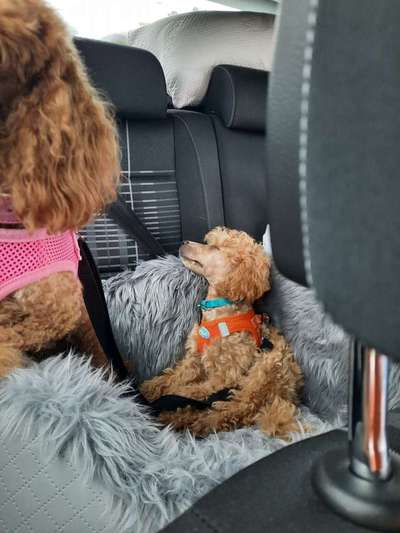 Alles rund um den Pudel-Beitrag-Bild