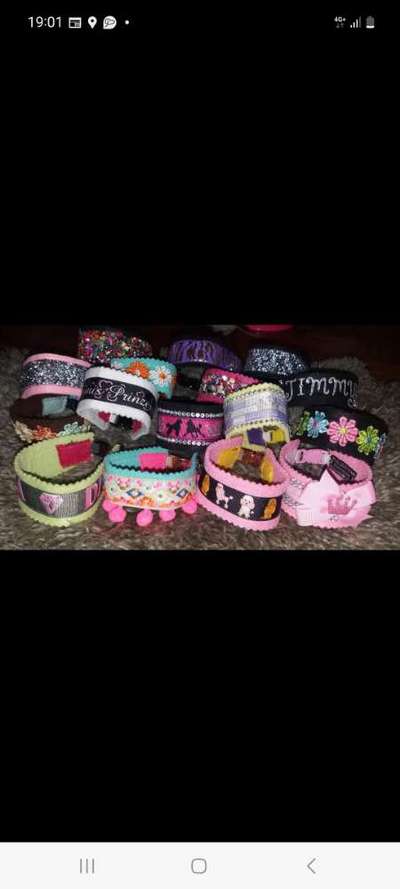 Alles rund um den Pudel-Beitrag-Bild