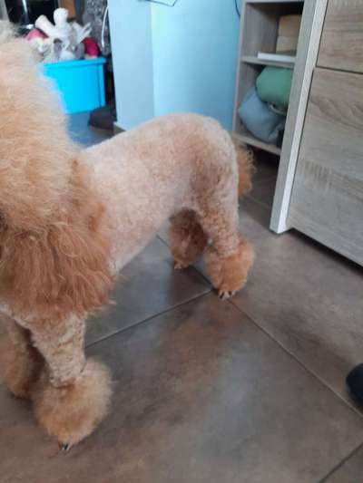 Alles rund um den Pudel-Beitrag-Bild