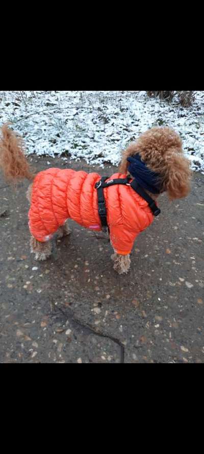 Alles rund um den Pudel-Beitrag-Bild