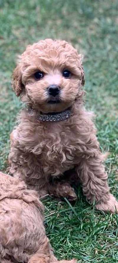 Alles rund um den Pudel-Beitrag-Bild