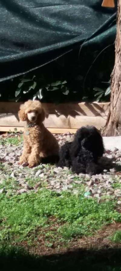 Alles rund um den Pudel-Beitrag-Bild