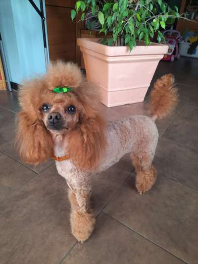 Alles rund um den Pudel-Beitrag-Bild