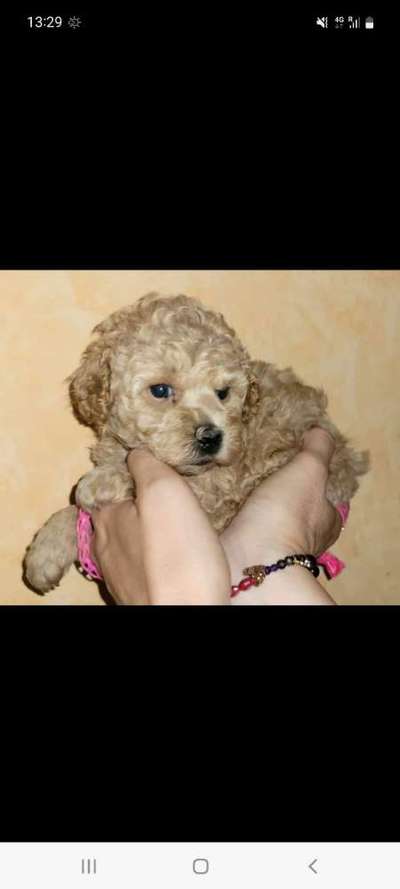 Alles rund um den Pudel-Beitrag-Bild