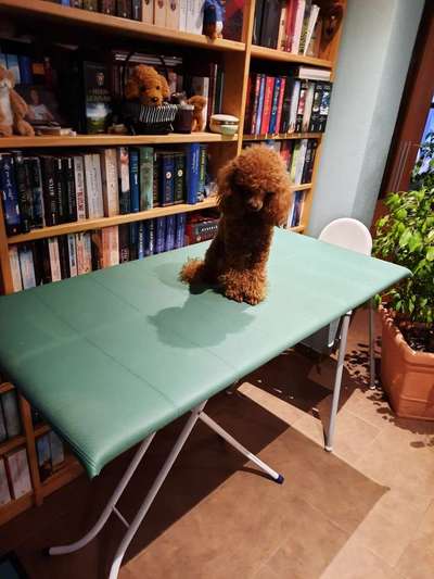 Alles rund um den Pudel-Beitrag-Bild