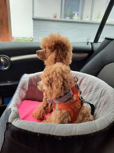 Alles rund um den Pudel-Beitrag-Bild