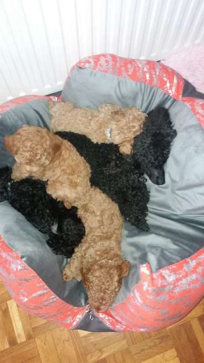 Alles rund um den Pudel-Beitrag-Bild