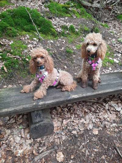 Alles rund um den Pudel-Beitrag-Bild