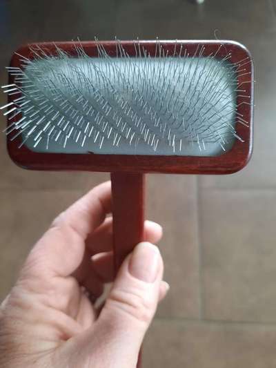 Alles rund um den Pudel-Beitrag-Bild