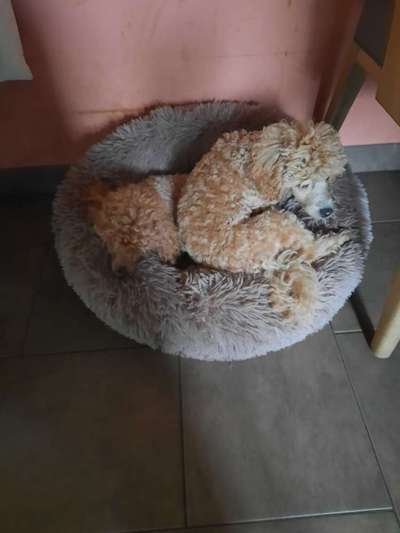 Alles rund um den Pudel-Beitrag-Bild