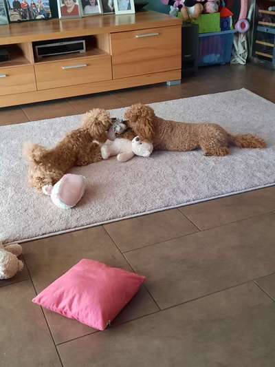 Alles rund um den Pudel-Beitrag-Bild