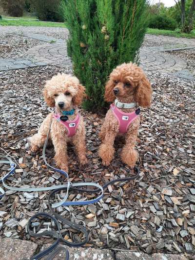 Alles rund um den Pudel-Beitrag-Bild