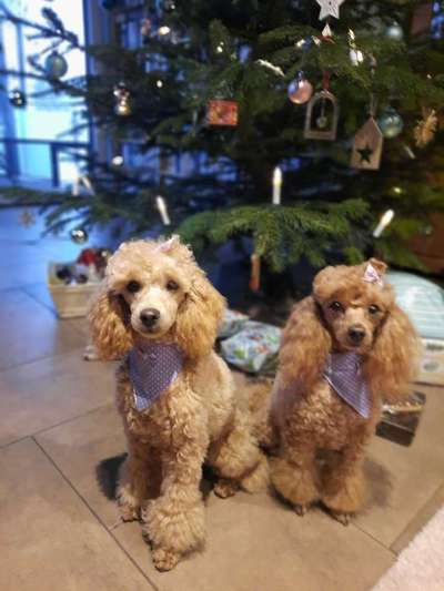 Alles rund um den Pudel-Beitrag-Bild