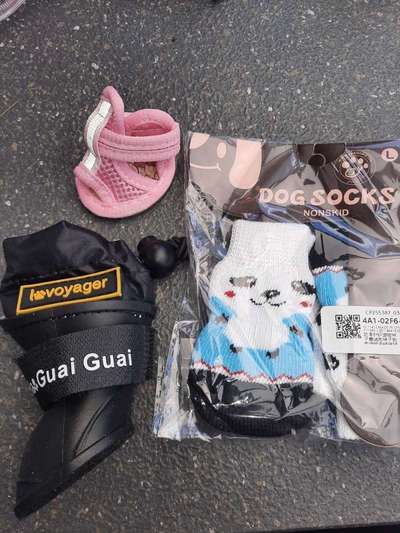 Alles rund um den Pudel-Beitrag-Bild