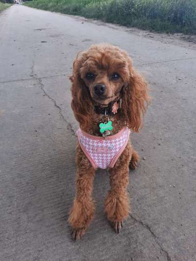 Alles rund um den Pudel-Beitrag-Bild