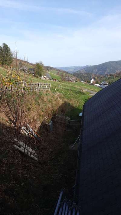 Alles rund um den Pudel-Beitrag-Bild