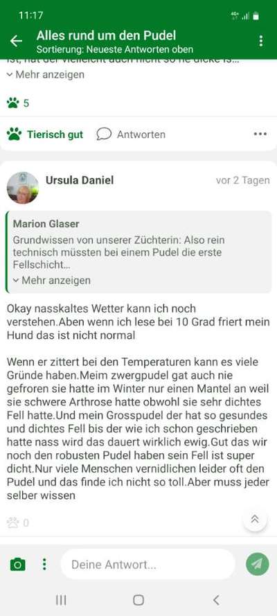 Alles rund um den Pudel-Beitrag-Bild