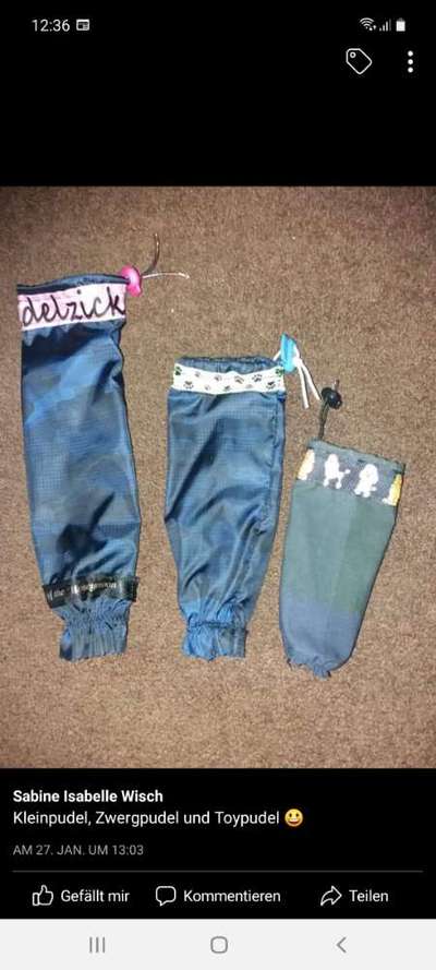 Alles rund um den Pudel-Beitrag-Bild