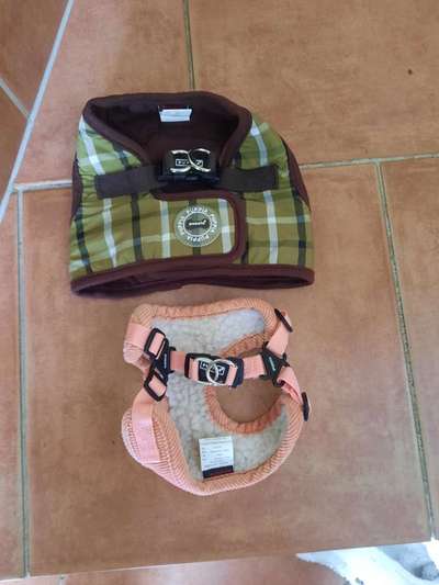 Alles rund um den Pudel-Beitrag-Bild