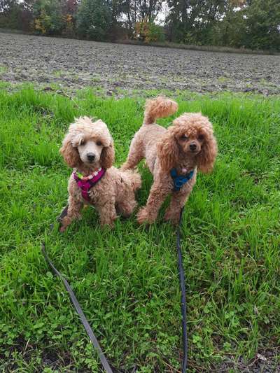 Alles rund um den Pudel-Beitrag-Bild