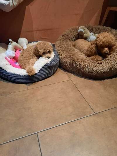 Alles rund um den Pudel-Beitrag-Bild