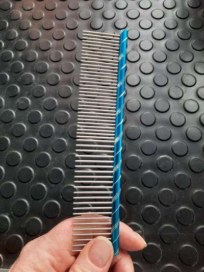 Alles rund um den Pudel-Beitrag-Bild