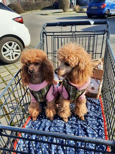 Alles rund um den Pudel-Beitrag-Bild