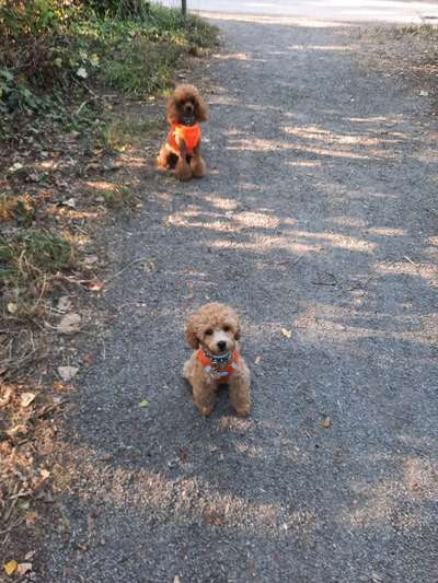 Alles rund um den Pudel-Beitrag-Bild