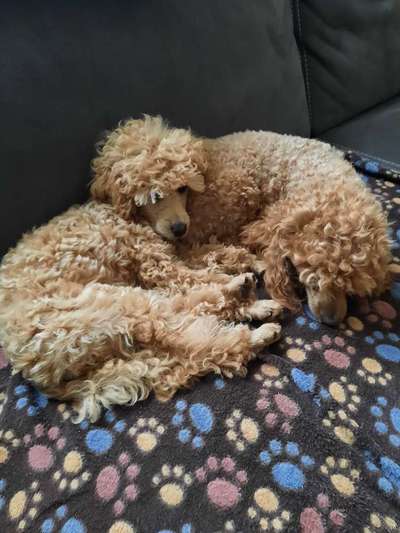 Alles rund um den Pudel-Beitrag-Bild