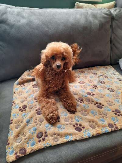 Charakter Pudel-Beitrag-Bild