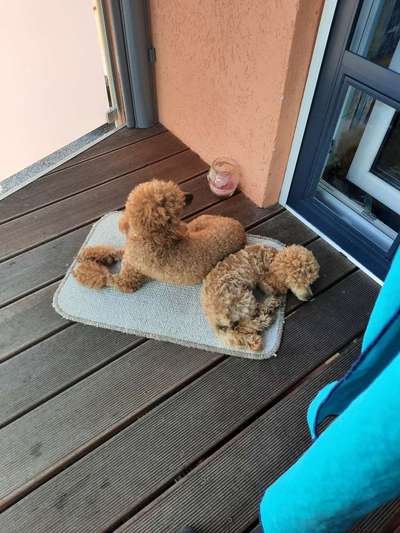 Alles rund um den Pudel-Beitrag-Bild