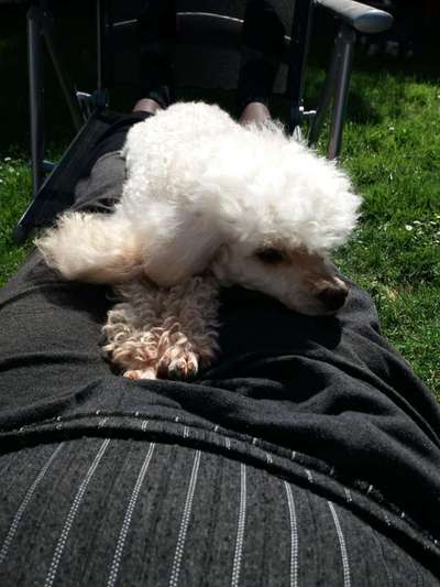 Alles rund um den Pudel-Beitrag-Bild