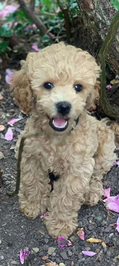 Alles rund um den Pudel-Beitrag-Bild