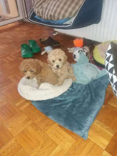 Alles rund um den Pudel-Beitrag-Bild