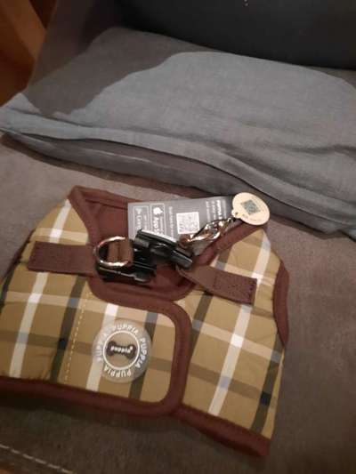 Alles rund um den Pudel-Beitrag-Bild