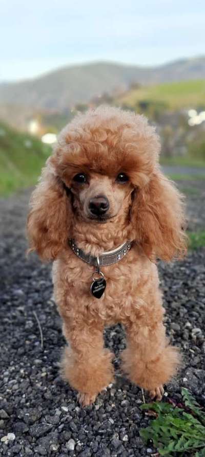 Alles rund um den Pudel-Beitrag-Bild