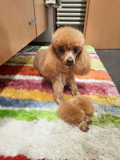 Alles rund um den Pudel-Beitrag-Bild