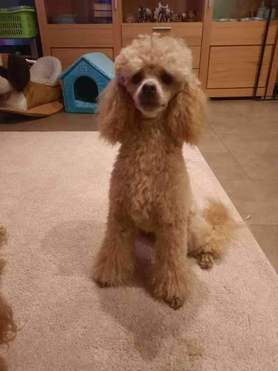 Alles rund um den Pudel-Beitrag-Bild