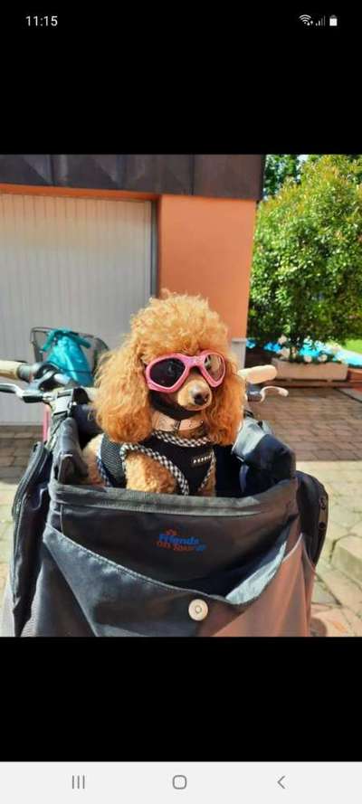 Alles rund um den Pudel-Beitrag-Bild