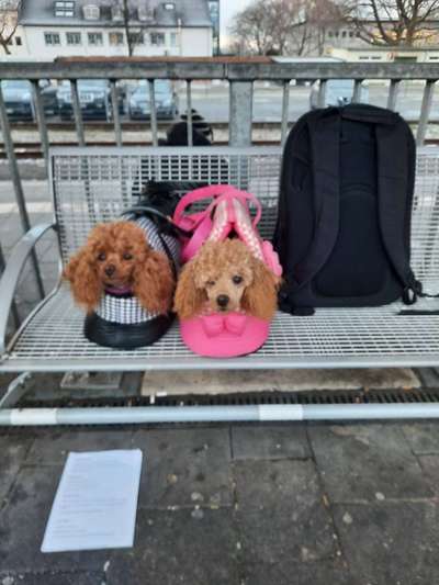 Alles rund um den Pudel-Beitrag-Bild