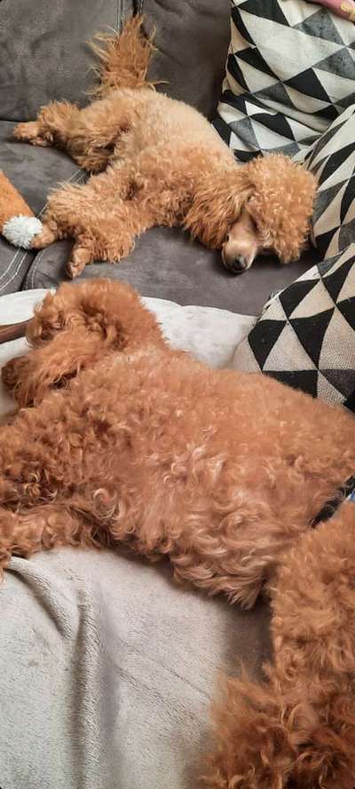 Alles rund um den Pudel-Beitrag-Bild