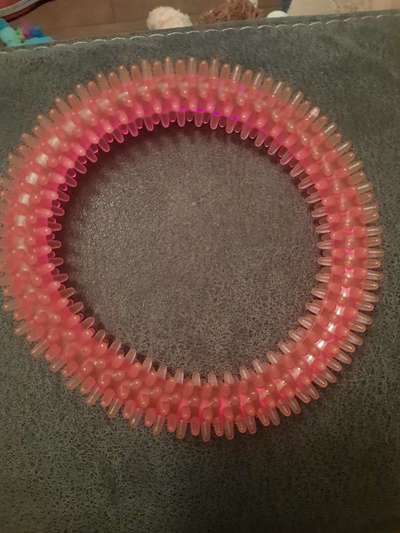 Alles rund um den Pudel-Beitrag-Bild