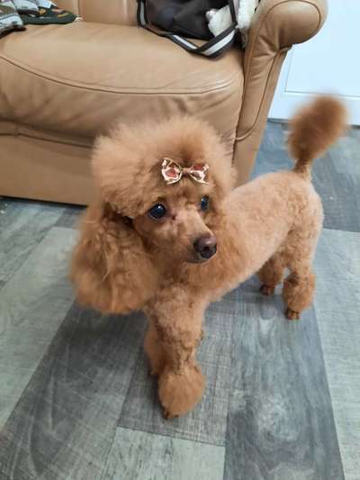 Alles rund um den Pudel-Beitrag-Bild