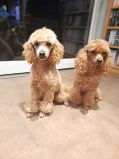 Alles rund um den Pudel-Beitrag-Bild