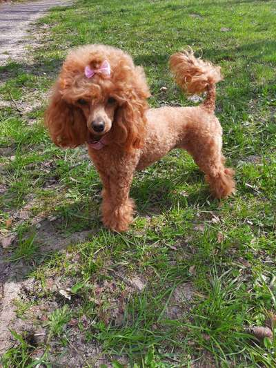 Alles rund um den Pudel-Beitrag-Bild