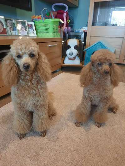 Alles rund um den Pudel-Beitrag-Bild