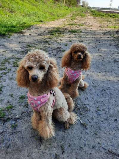 Alles rund um den Pudel-Beitrag-Bild