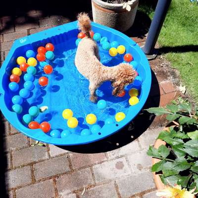 Alles rund um den Pudel-Beitrag-Bild